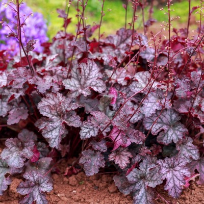 Heuchera Georgia Plum