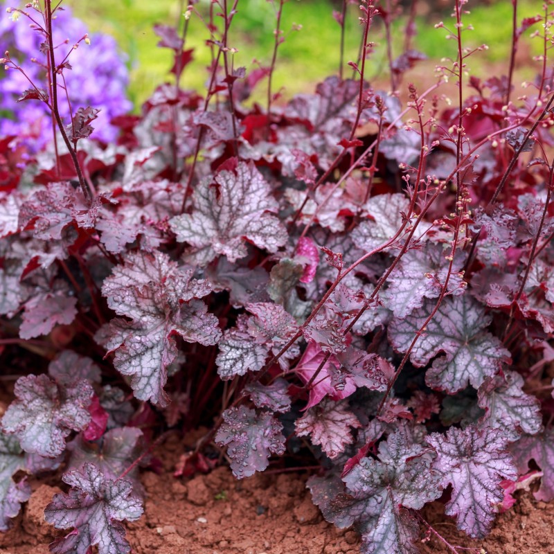 Heuchera Georgia Plum