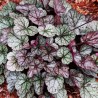 Heuchera Glitter