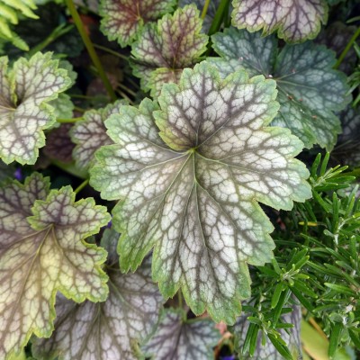 Heuchera Green Spice