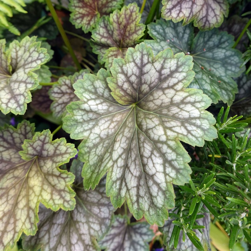 Heuchera Green Spice