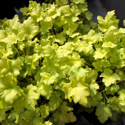 Heuchera Lime Marmalade