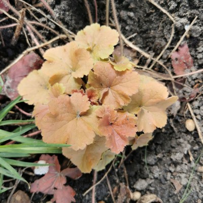 Heuchera Northern Exposure...