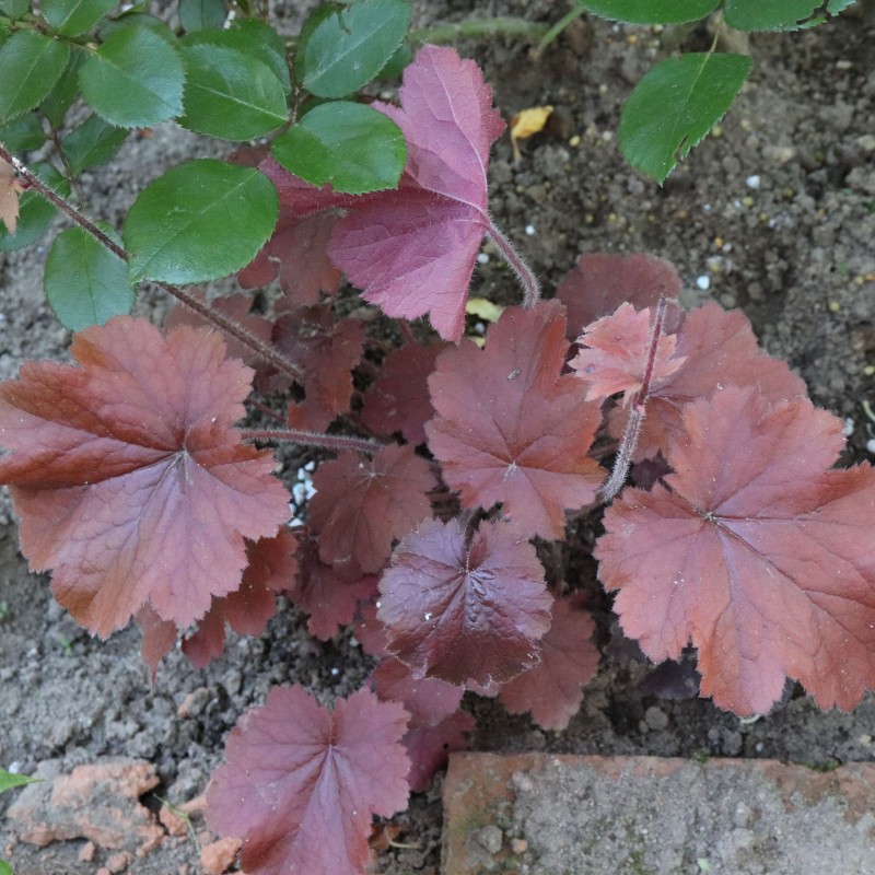 Heuchera Northern Exposure Red