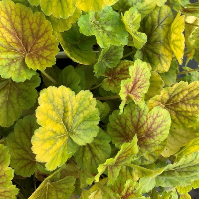 Heuchera Northern Exposure...