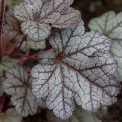 Heuchera Northern Exposure...
