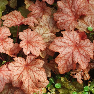 Heuchera Paprika