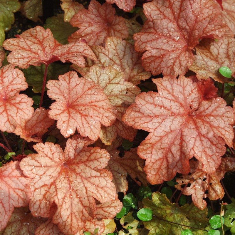 Heuchera Paprika