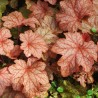 Heuchera Paprika