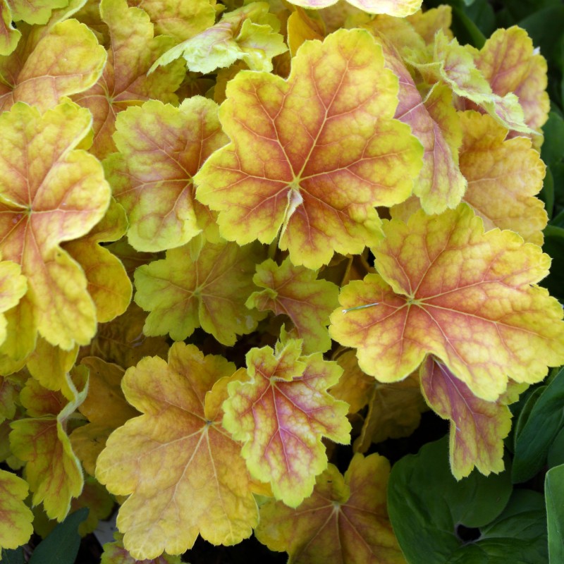 Heuchera Tiramisu