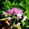 Hortensia  Hot Chocolate