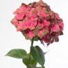 Hortensia Chocolate