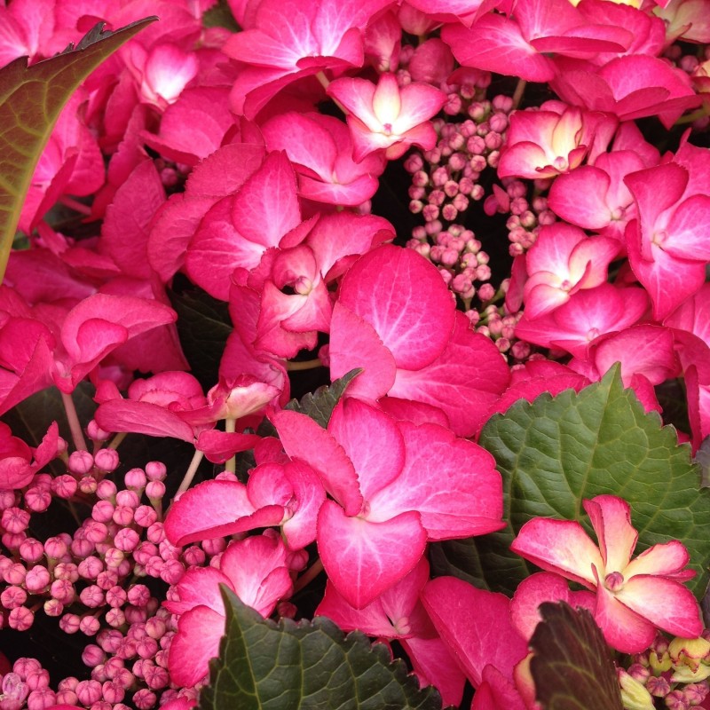 Hortensia macrophylla Dark Angel