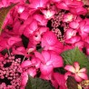 Hortensia macrophylla Dark Angel