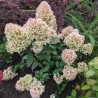 Hortensia Skyfall