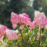 Hortensia Vanille fraise