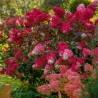 Hortensia Wims Red