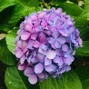 Hortensia serrata Preziosa