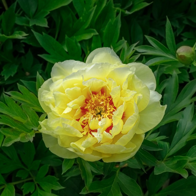 Bujor itoh Bartzella