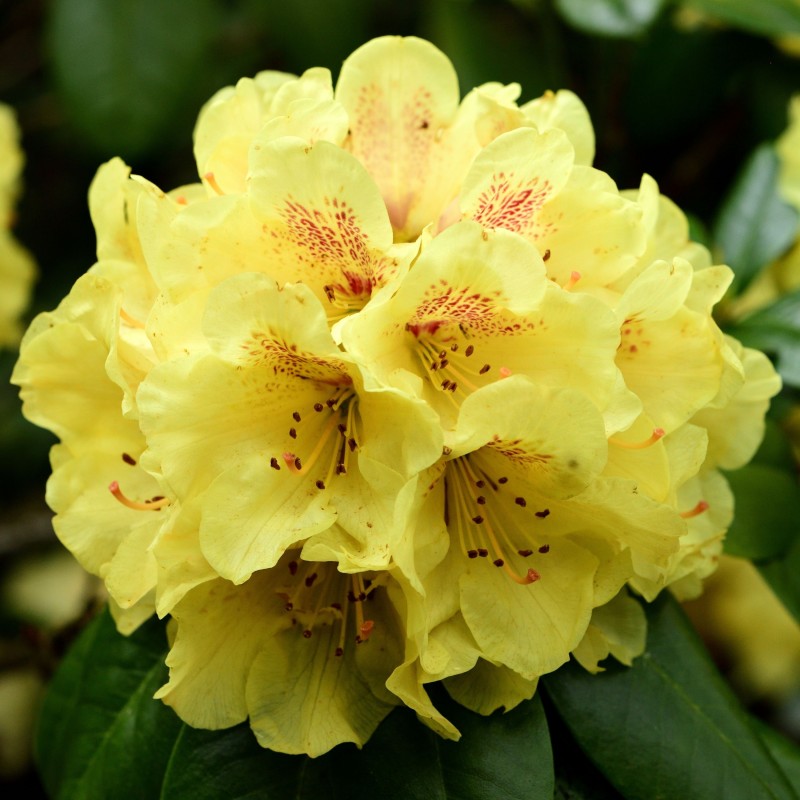 Rhododendron Goldprinz