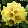 Rhododendron Goldprinz