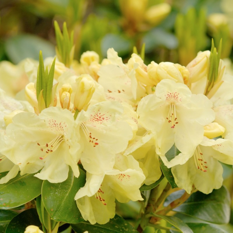 Rhododendron Hotei
