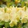 Rhododendron Hotei