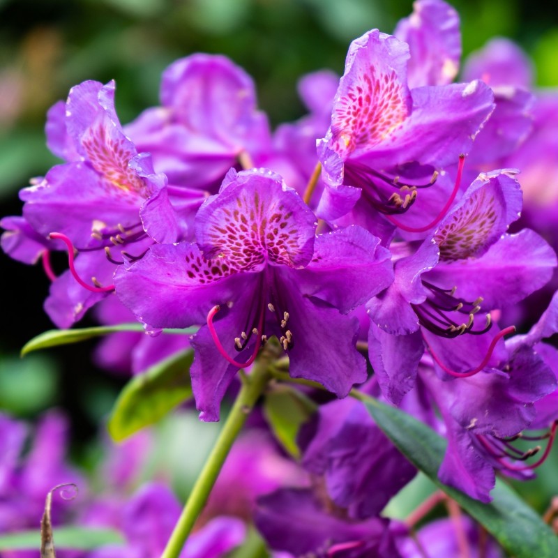 Rhododendron Marcel Menard