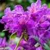 Rhododendron Marcel Menard