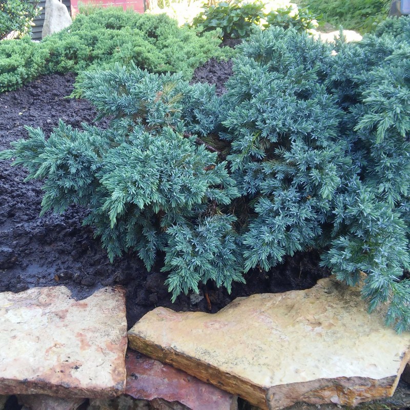 Juniperus Blue Star