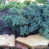 Juniperus Blue Star