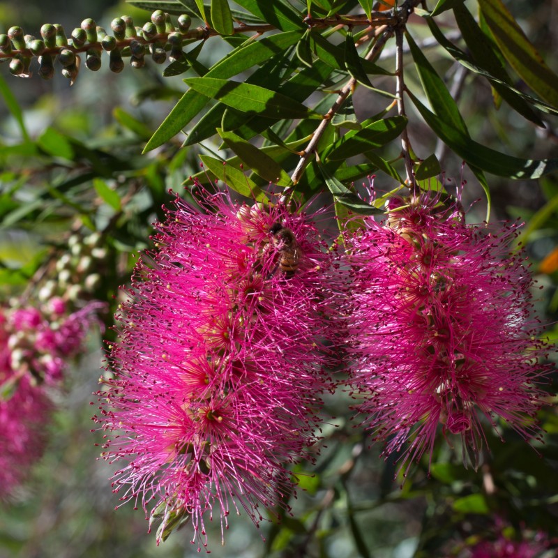 Callistemon citrinus Perth Pink