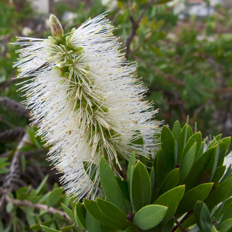 Callistemon pallidus White