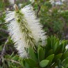 Callistemon pallidus White