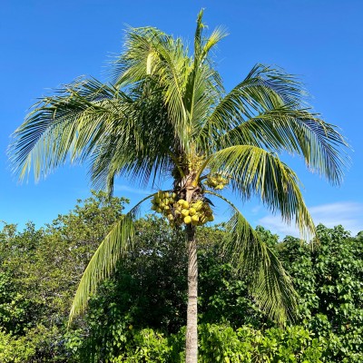 Cocos
