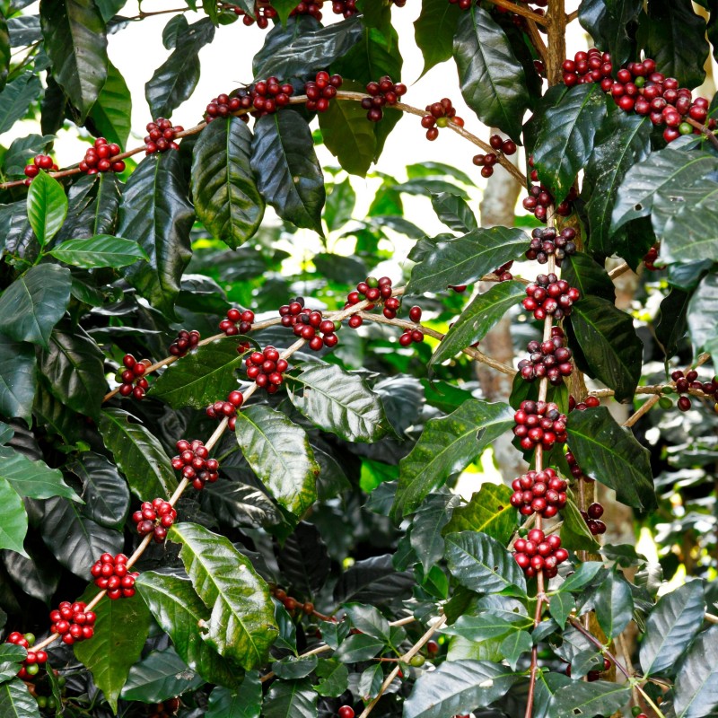 Cafea