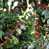 Cafea