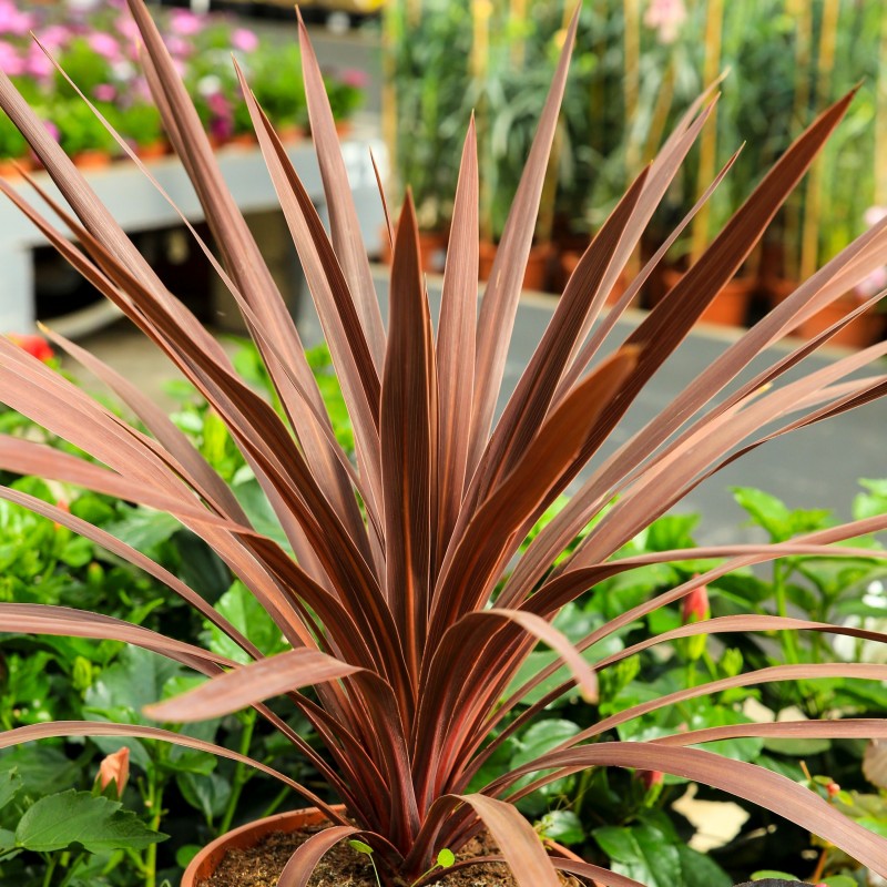 Cordyline australis Red Sensation