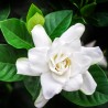 Gardenia Double Diamonds