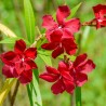 Leandru Hardy Red