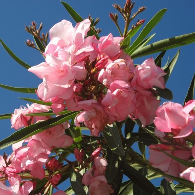 Leandru Provence
