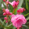 Leandru Splendens