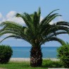 Palmier Phoenix roebelinii