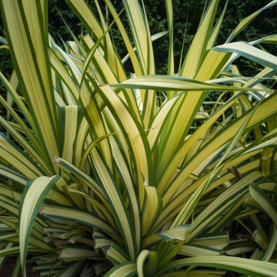 Phormium Yellow Wave