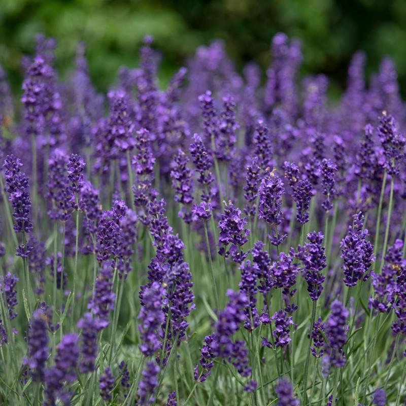 Lavanda Hidcote