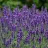 Lavanda Hidcote