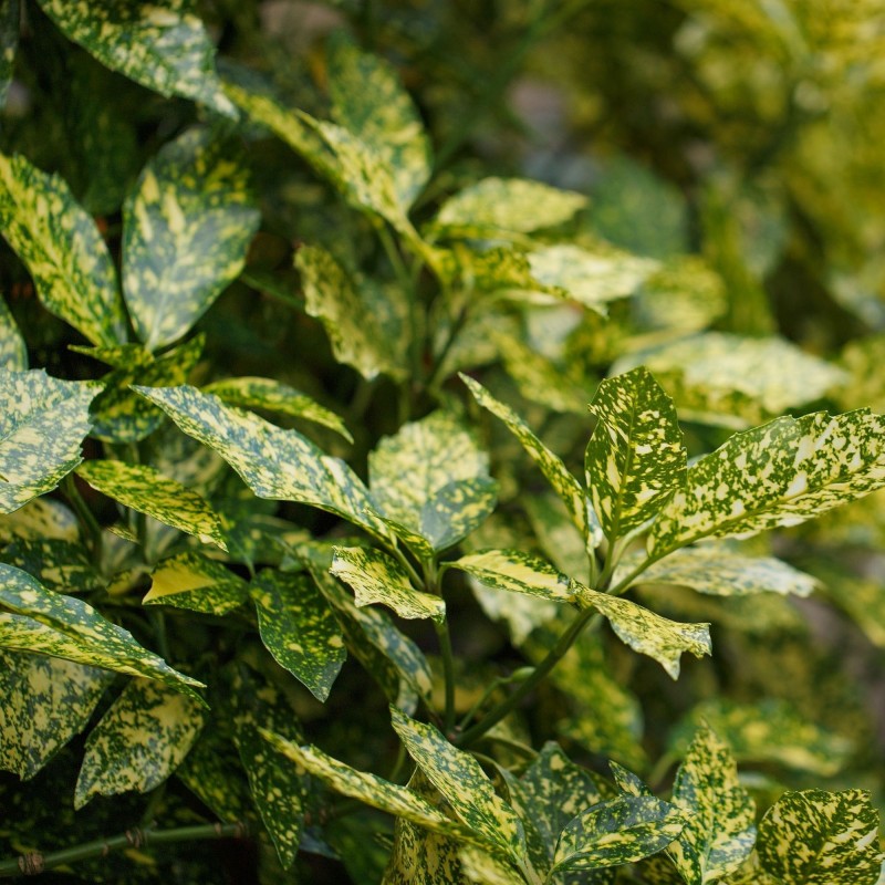 Aucuba Crotonifolia