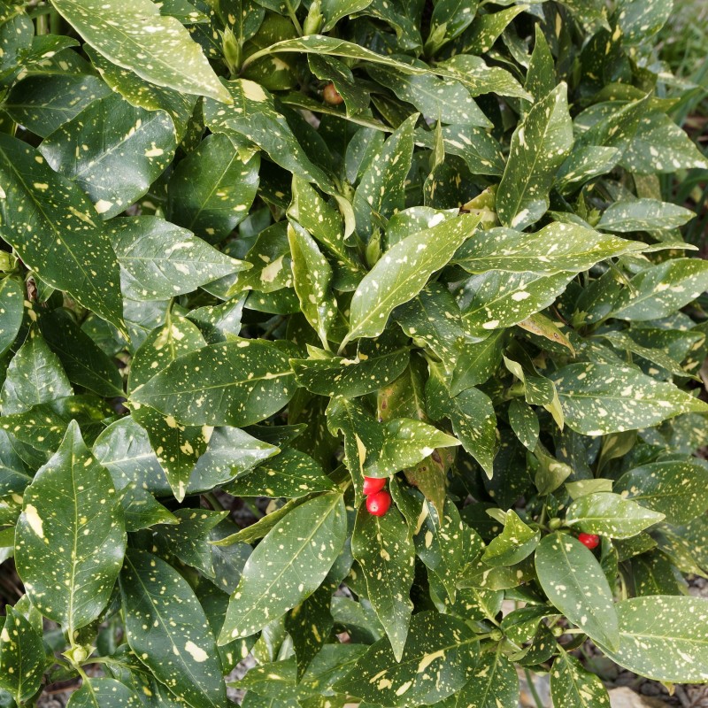 Aucuba Variegata