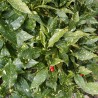 Aucuba Variegata