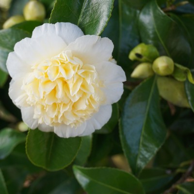 Camellia Nobilissima